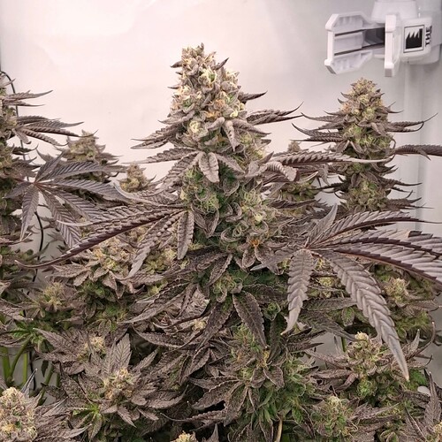 Growreport Bild 40