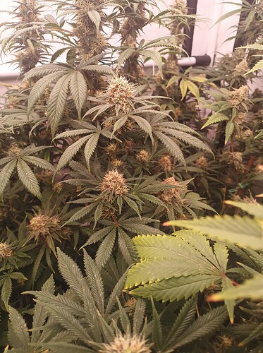 Growreport Bild 42