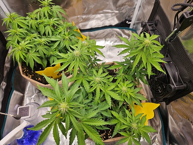 Growreport Bild 58
