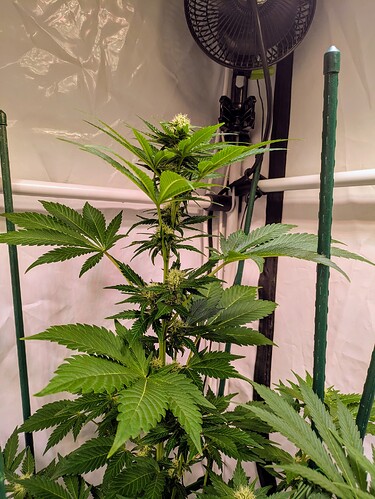 Growreport Bild 4