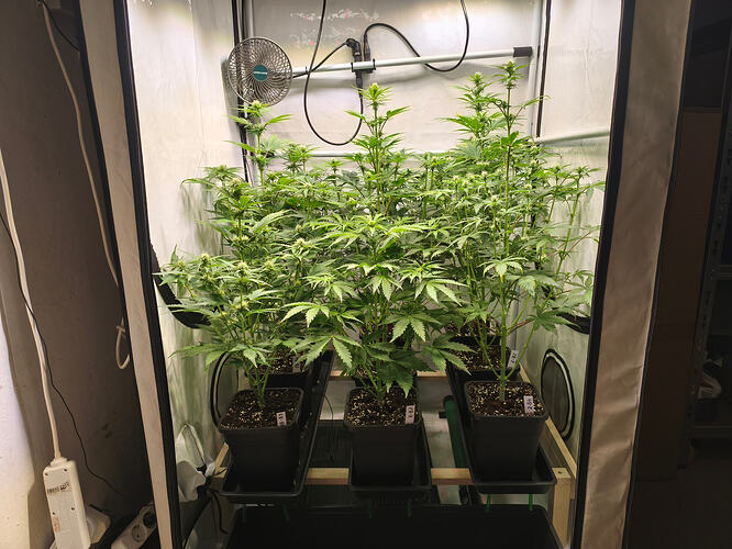 Growreport Bild 3