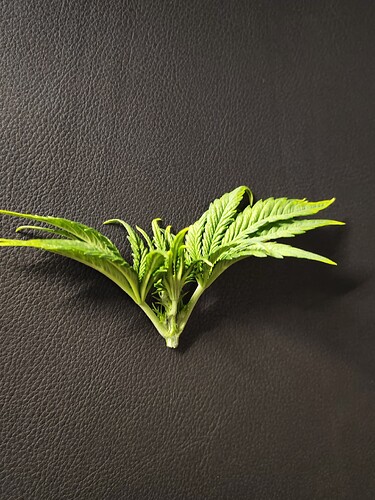 Growreport Bild 8