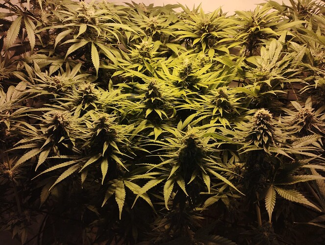 Growreport Bild 5