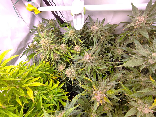 Growreport Bild 82