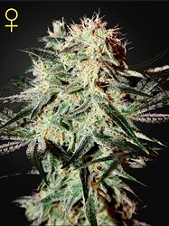 Growreport Bild 3