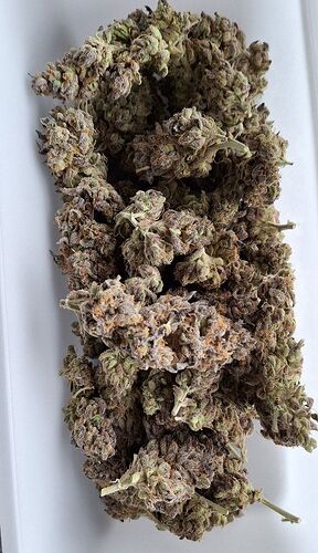 Growreport Bild 62