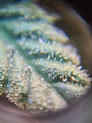 Growreport Bild 3