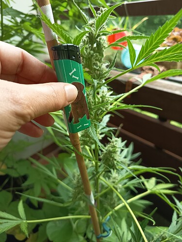 Growreport Bild 1