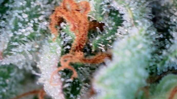 Growreport Bild 25