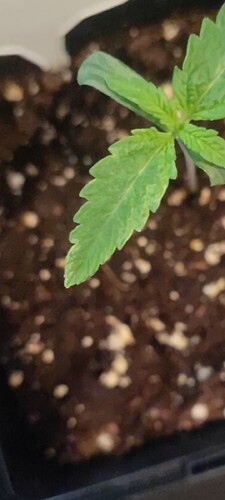 Screenshot_2024-09-12-18-07-18-039_com.miui.gallery