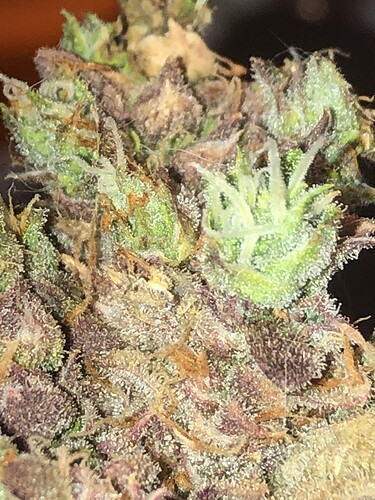 Growreport Bild 7