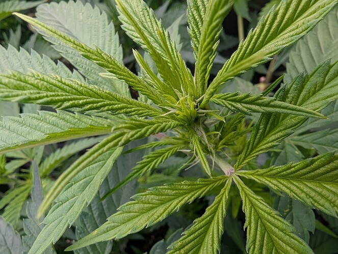Growreport Bild 2