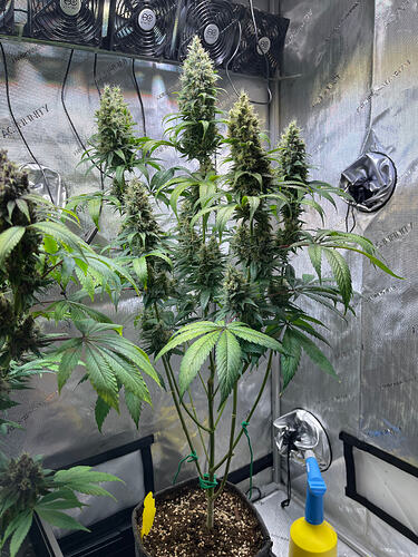 Growreport Bild 9