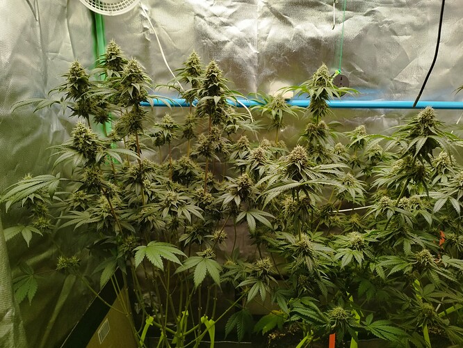 Growreport Bild 1