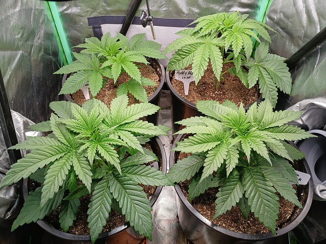 Growreport Bild 2