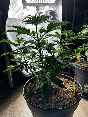 Growreport Bild 37