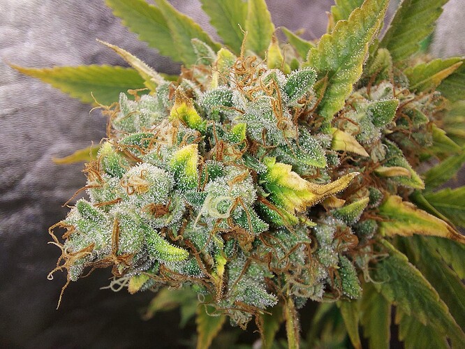 Growreport Bild 6