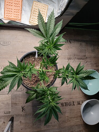 Growreport Bild 4