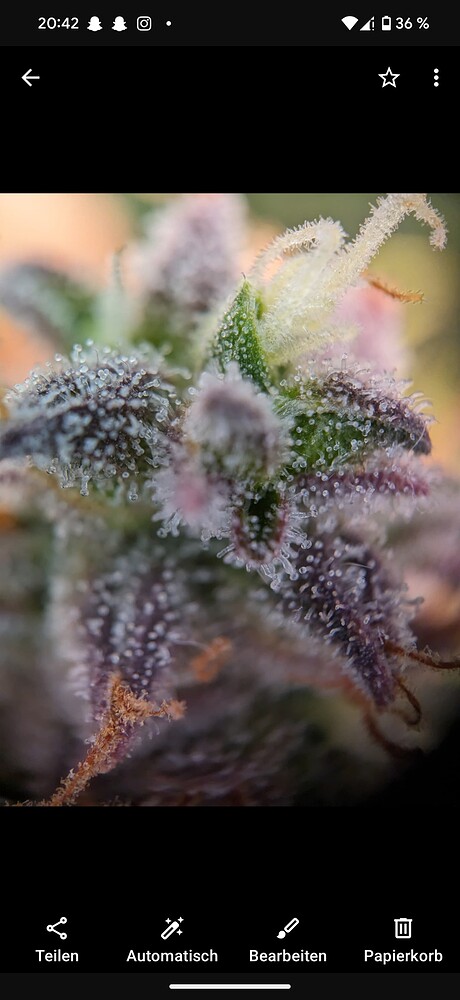 Erster grow 80x80 indoor auto