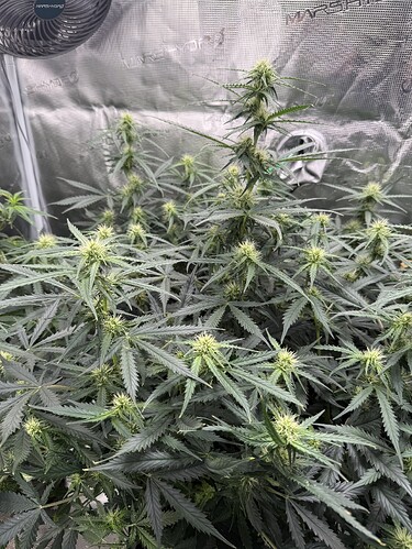 Growreport Bild 19