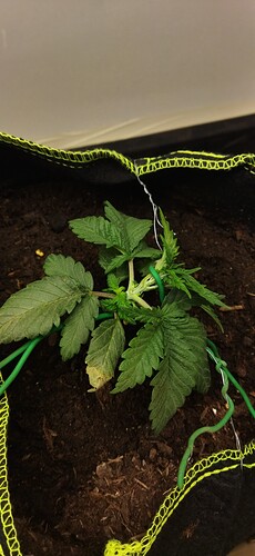 Growreport Bild 17