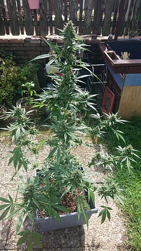 Growreport Bild 16