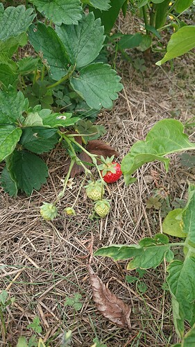 Growreport Bild 27