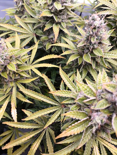 Growreport Bild 2