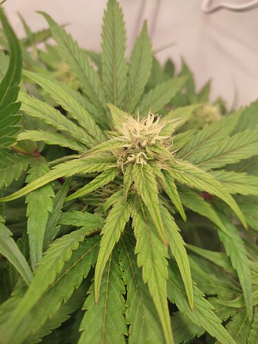 Growreport Bild 5