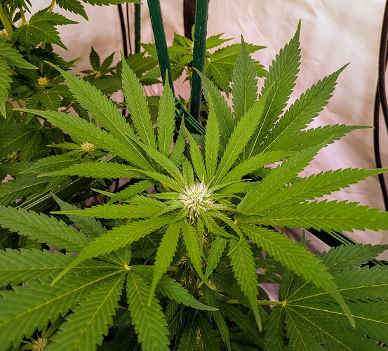 Growreport Bild 8