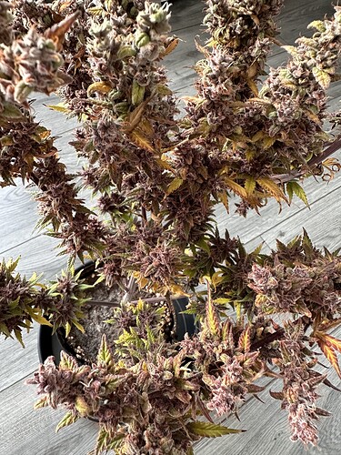 Growreport Bild 3