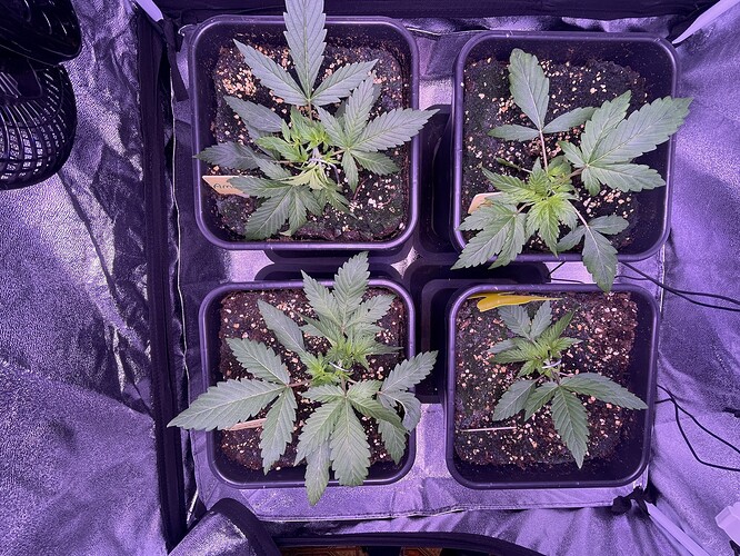 Growreport Bild 27