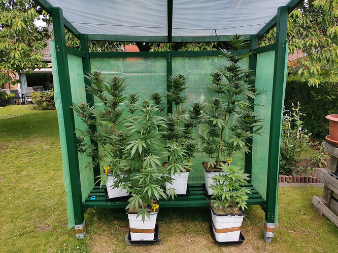 Lucky Hemp LT53 (3)