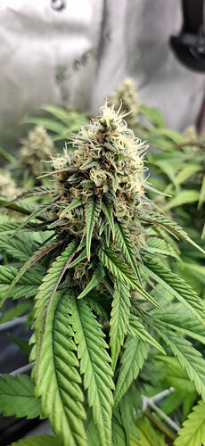 Growreport Bild 7