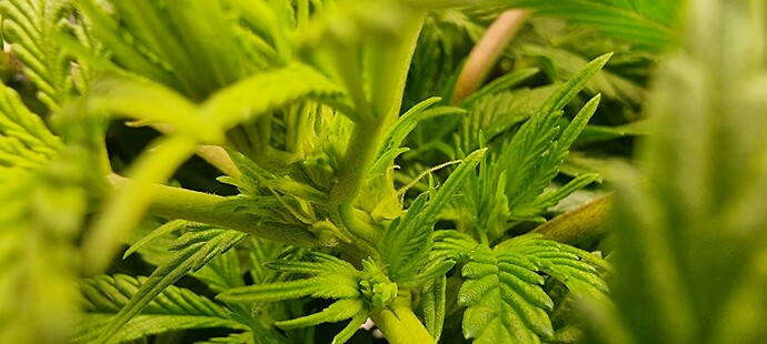 Growreport Bild 3
