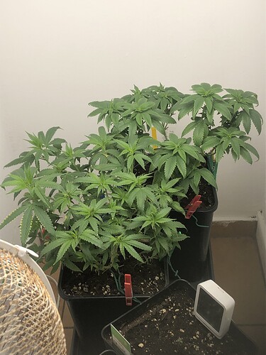 Growreport Bild 30