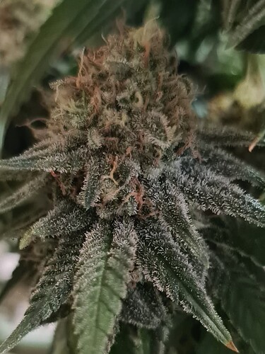 Growreport Bild 47