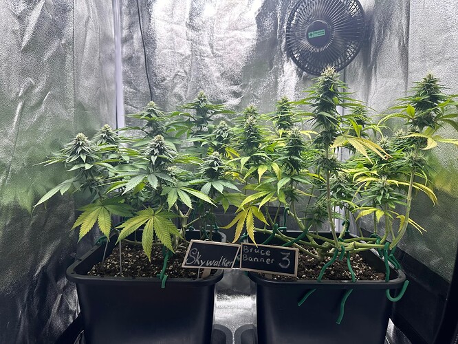 Growreport Bild 16