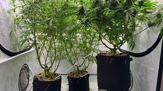Growreport Bild 2