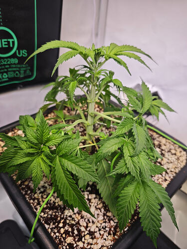 Growreport Bild 19