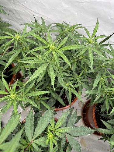 Growreport Bild 2