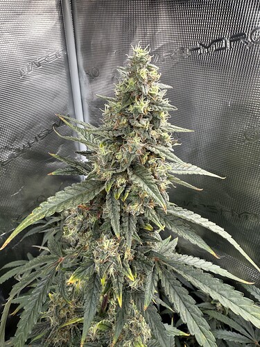 Growreport Bild 34