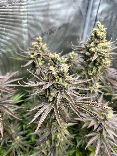 Nahaufnahme von reifen, violetten Cannabis-Blüten kurz vor der Ernte in einem Grow-Zelt.