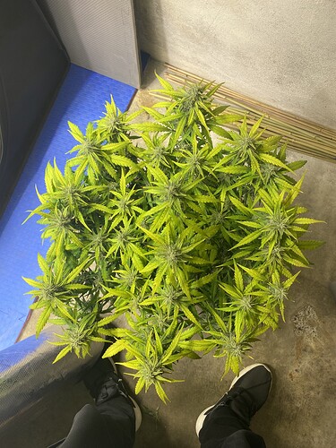 Growreport Bild 31