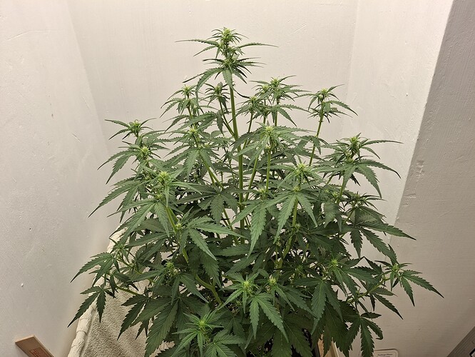 Growreport Bild 93