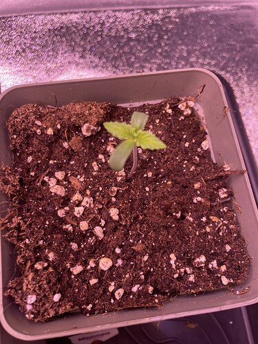 Growreport Bild 5