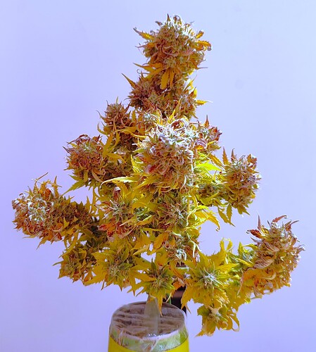 Growreport Bild 53