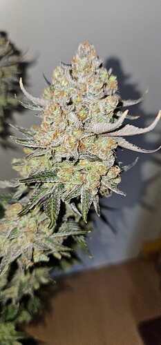 Growreport Bild 71