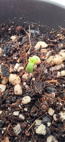 Growreport Bild 3