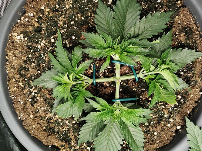 Growreport Bild 17